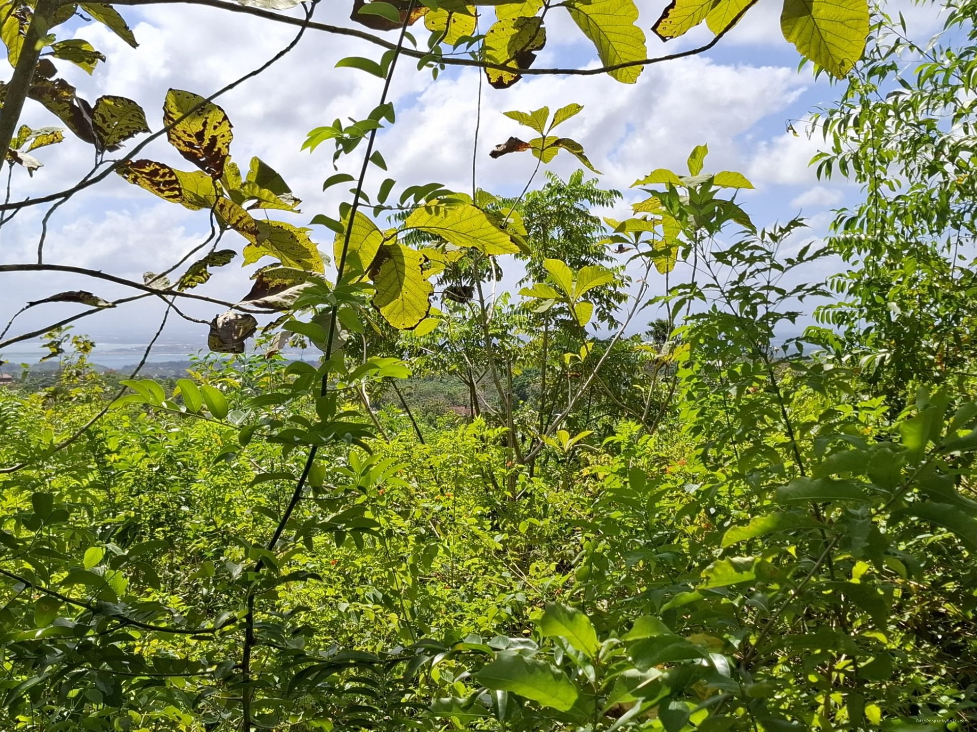 tanah premium pecatu