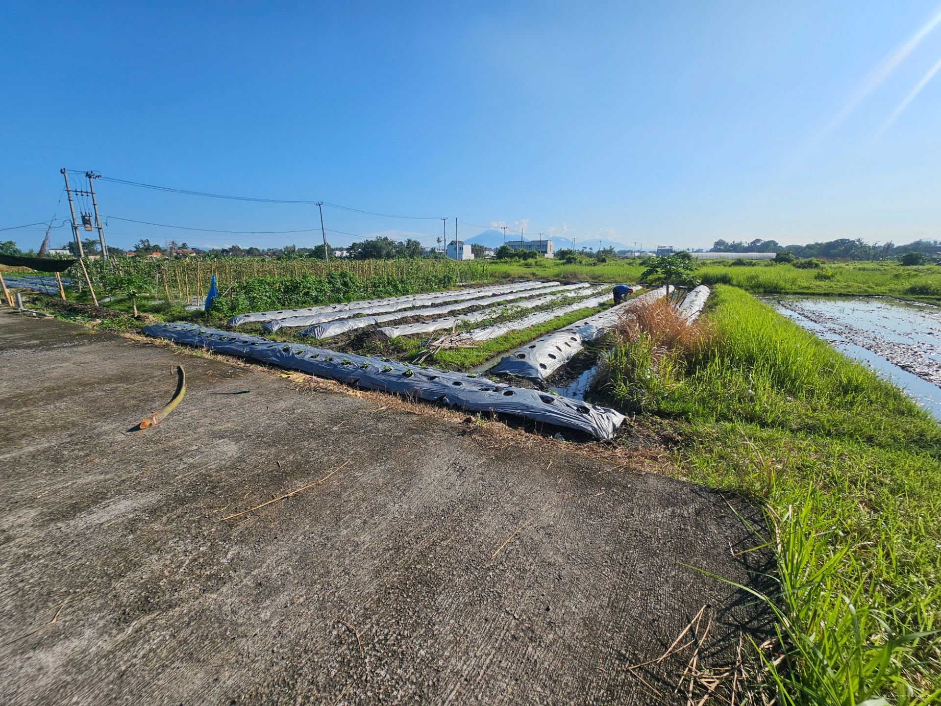 tanah kedungu tb